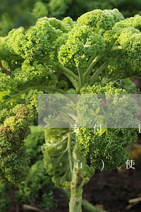 支付寶逾期一個(gè)多月怎么恢復(fù)使用-支付寶逾期一個(gè)多月怎么恢復(fù)使用額度