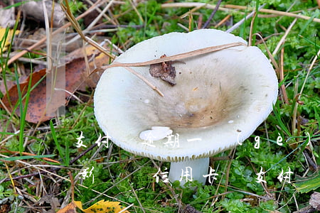 支付寶逾期一個(gè)星期會(huì)影響辦信用卡嗎（支付寶逾期能申請(qǐng)什么信用卡）