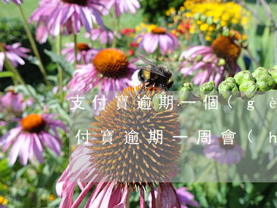支付寶逾期一個(gè)月還能上征信嗎(支付寶逾期一周會(huì)上征信不?)