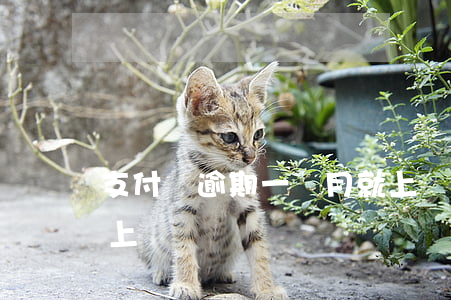 支付寶逾期一個月就上門(支付寶逾期兩個月上門)