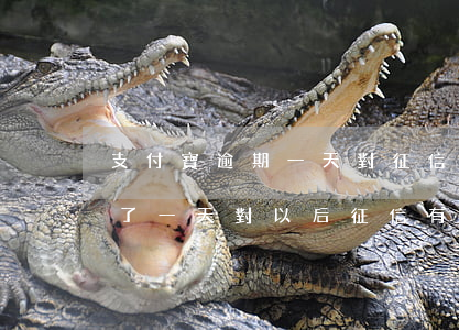 支付寶逾期一天對征信有影響嗎(支付寶逾期了一天,對以后征信有影響嗎?)