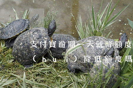 支付寶逾期一天就降額度 支付寶遲還一天會(huì)降低額度嗎