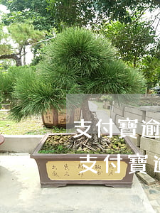 支付寶逾期一天會(huì)影響信用分-支付寶逾期半個(gè)月還款是否影響信用