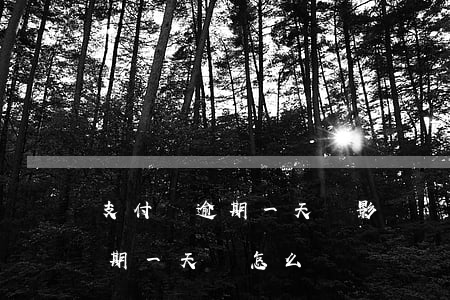 支付寶逾期一天會影響額度嗎(支付寶額度逾期一天會怎么樣)