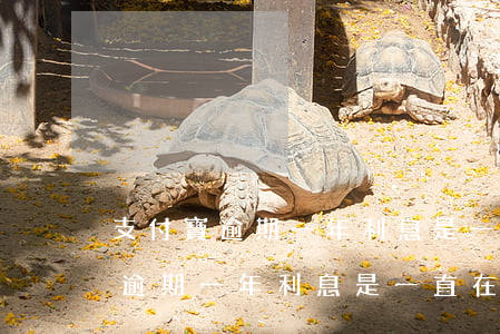 支付寶逾期一年利息是一直在加么-支付寶逾期一年利息是一直在加么