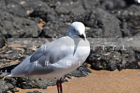 支付寶逾期一年半了上門嗎(支付寶逾期六萬半年說要上門)