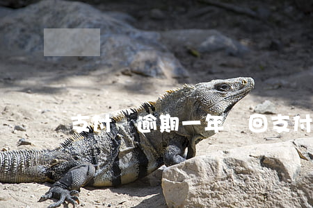 支付寶逾期一年沒回(支付寶逾期不到一個月)