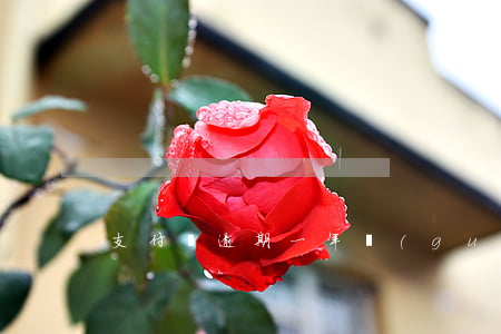 支付寶逾期一年過(guò)后還清