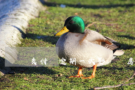 支付寶逾期一次影響買房嗎