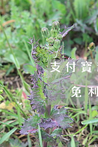 支付寶逾期一次 支付寶逾期一次性還清怎么減免利息