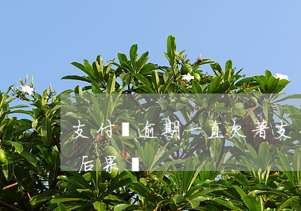 支付寶逾期一直欠著 支付寶逾期不還有什么后果嗎