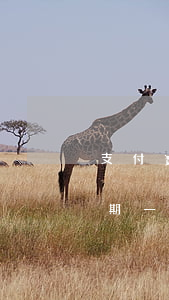 支付寶逾期一直還款還會被起訴嗎（支付寶逾期一直還款還會被起訴嗎）