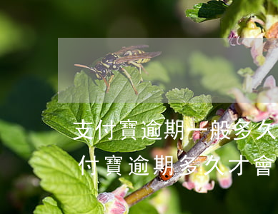 支付寶逾期一般多久會(huì)上征信(支付寶逾期多久才會(huì)影響征信)