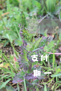 支付寶逾期一萬(wàn)七千多(支付寶逾期一萬(wàn)七千多)