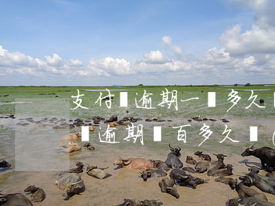 支付寶逾期一萬多久會(huì)起訴（支付寶逾期幾百多久會(huì)被起訴）