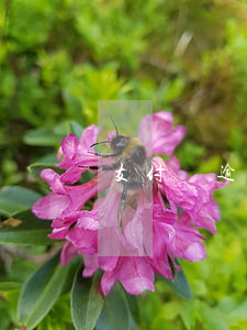 支付寶逾期三個(gè)月后悔