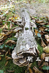支付寶逾期三個(gè)月短信-支付寶逾期三百多天