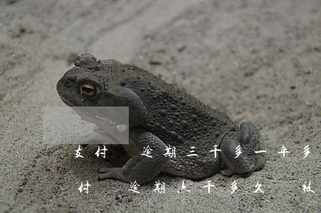 支付寶逾期三千多,一年多了會不會被起訴（支付寶逾期六千多久會被起訴）