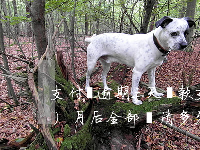 支付寶逾期三天還款(支付寶逾期3個(gè)月后全部還清,多久能恢復(fù)正常?)