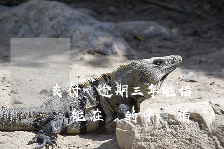 支付寶逾期三年能借錢嗎 支付寶逾期半年還還能在別的平臺借錢嗎