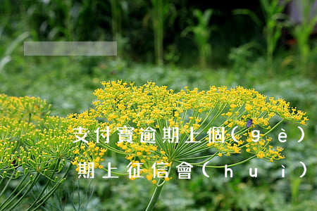 支付寶逾期上個(gè)人征信嗎(支付寶逾期上征信會(huì)怎么樣)