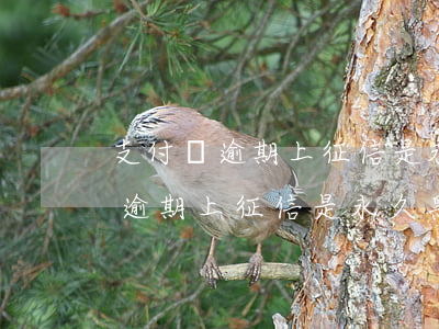 支付寶逾期上征信是永久黑名單嗎-支付寶逾期上征信是永久黑名單嗎怎么辦