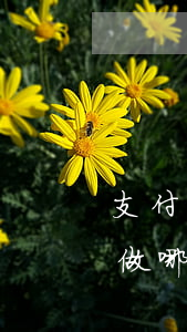 支付寶逾期上門做哪些事情（支付寶逾期上門做哪些事情）