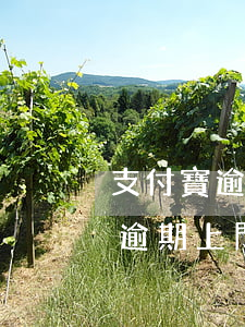支付寶逾期上門核查情況怎么核查-支付寶逾期上門核查情況怎么核查的