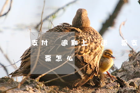 支付寶逾期上門送傳票(支付寶逾期接到法院傳票怎么辦)