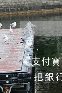 支付寶逾期不可以解綁銀行卡嗎(支付寶逾期把銀行卡解綁)