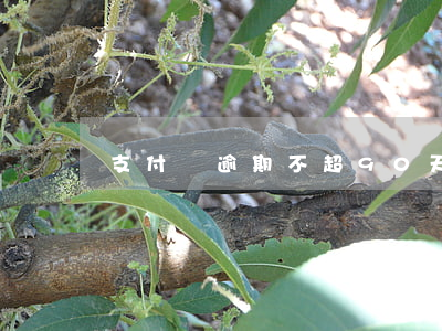 支付寶逾期不超90天