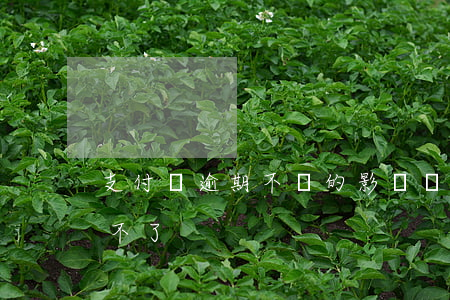 支付寶逾期不還的影響(為什么支付寶逾期還不了)