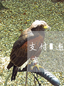 支付寶逾期主動(dòng)協(xié)商