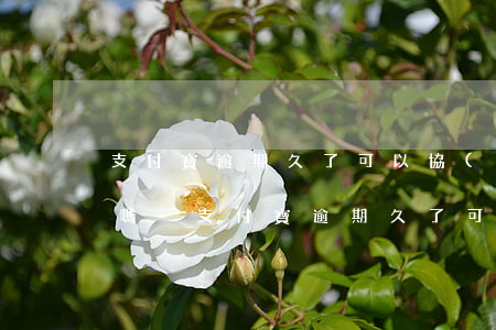 支付寶逾期久了可以協(xié)商還本金嗎-支付寶逾期久了可以協(xié)商還本金嗎