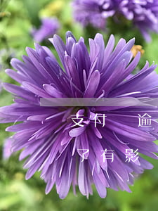 支付寶逾期之后的影響(支付寶逾過期但是還了有影響嗎)