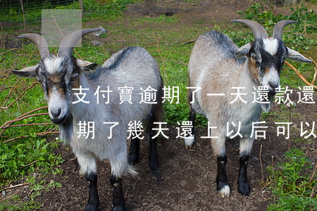 支付寶逾期了一天還款還能借款嗎(支付寶逾期了幾天還上以后可以馬上借嗎)