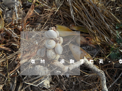 支付寶逾期了七天-支付寶逾期8百多天