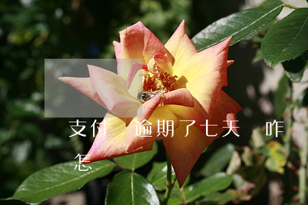 支付寶逾期了七天會咋樣(支付寶逾期7天會怎樣?)