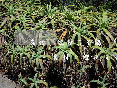 支付寶逾期了不能協(xié)商還款怎么辦-支付寶逾期了不能協(xié)商還款怎么辦呢