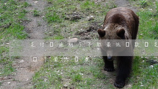 支付寶逾期了不能最低還款嗎（支付寶逾期了還了最低額度）