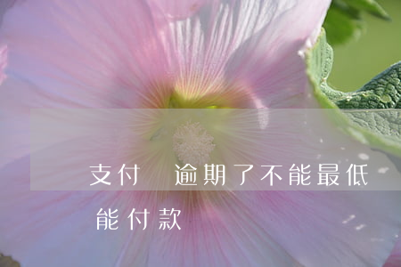 支付寶逾期了不能最低還款嗎(支付寶逾期還能付款嗎)