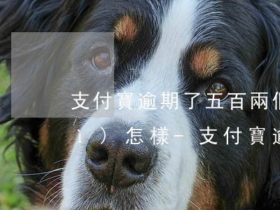 支付寶逾期了五百兩個(gè)月會(huì)怎樣-支付寶逾期了五百兩個(gè)月會(huì)怎樣處理