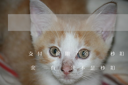 支付寶逾期了余額會秒扣嗎(支付寶花唄逾期余額有錢是不是秒扣)
