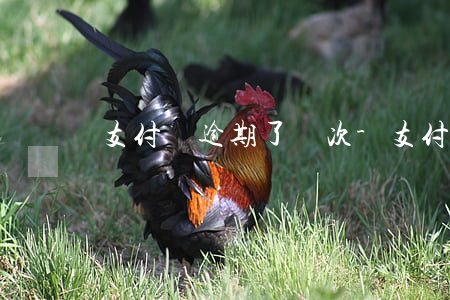 支付寶逾期了兩次-支付寶逾期一次