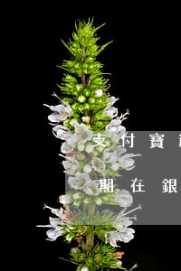 支付寶逾期了去銀行存錢(支付寶以前有過逾期在銀行會(huì)有影響嗎)