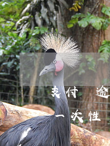 支付寶逾期了叫一次性還清(支付寶逾期了叫一次性還清,還到哪里)
