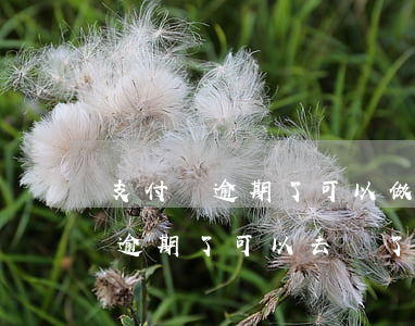 支付寶逾期了可以做餓了么騎手嗎-支付寶逾期了可以去餓了么送外賣嗎
