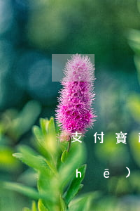 支付寶逾期了可以按揭買(mǎi)車(chē)嗎（支付寶逾期還了買(mǎi)車(chē)按揭嗎）