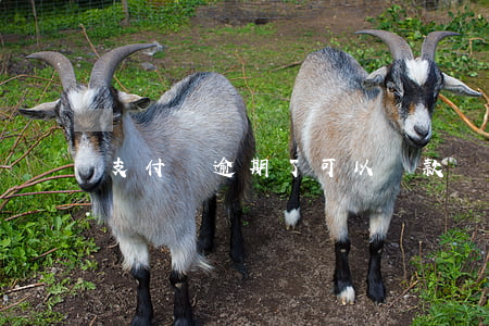 支付寶逾期了可以貸款嗎（支付寶借貨逾期）