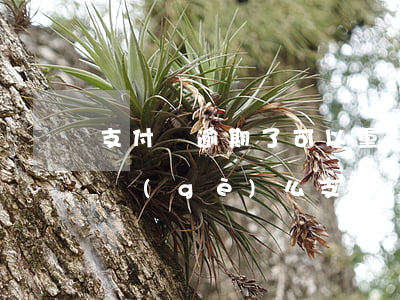 支付寶逾期了可以重新申請(qǐng)一個(gè)么（支付寶逾期申請(qǐng)新的支付寶）